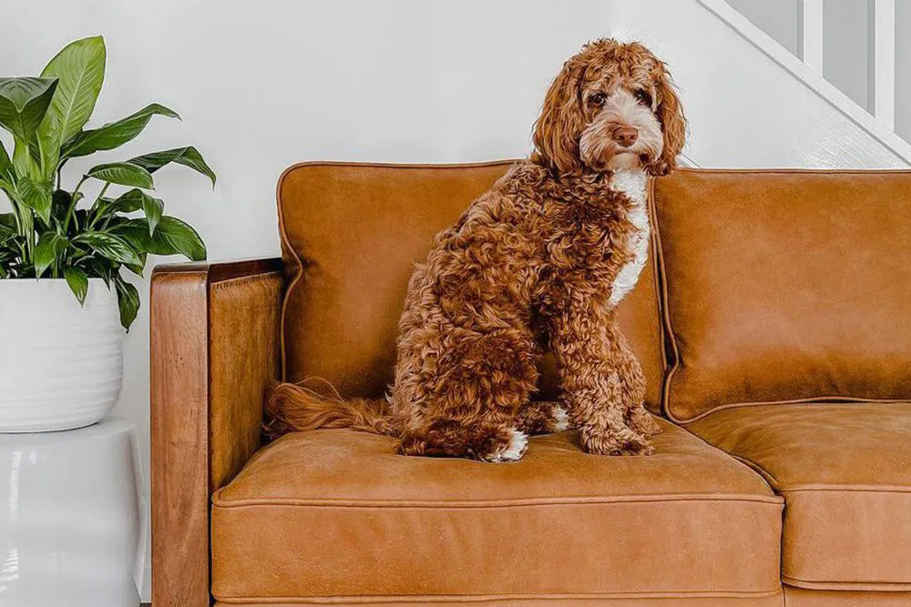 Our favourite materials for Pet Owners Just Home Furniture